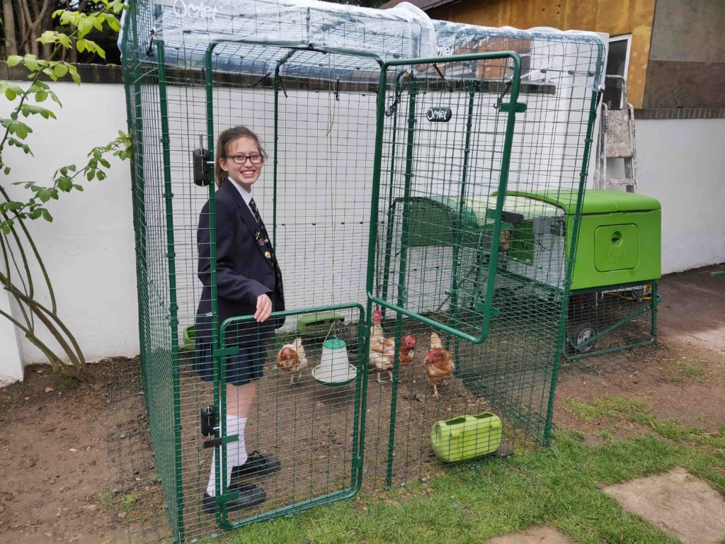 girl feeding chickens in walk in run from Omlet