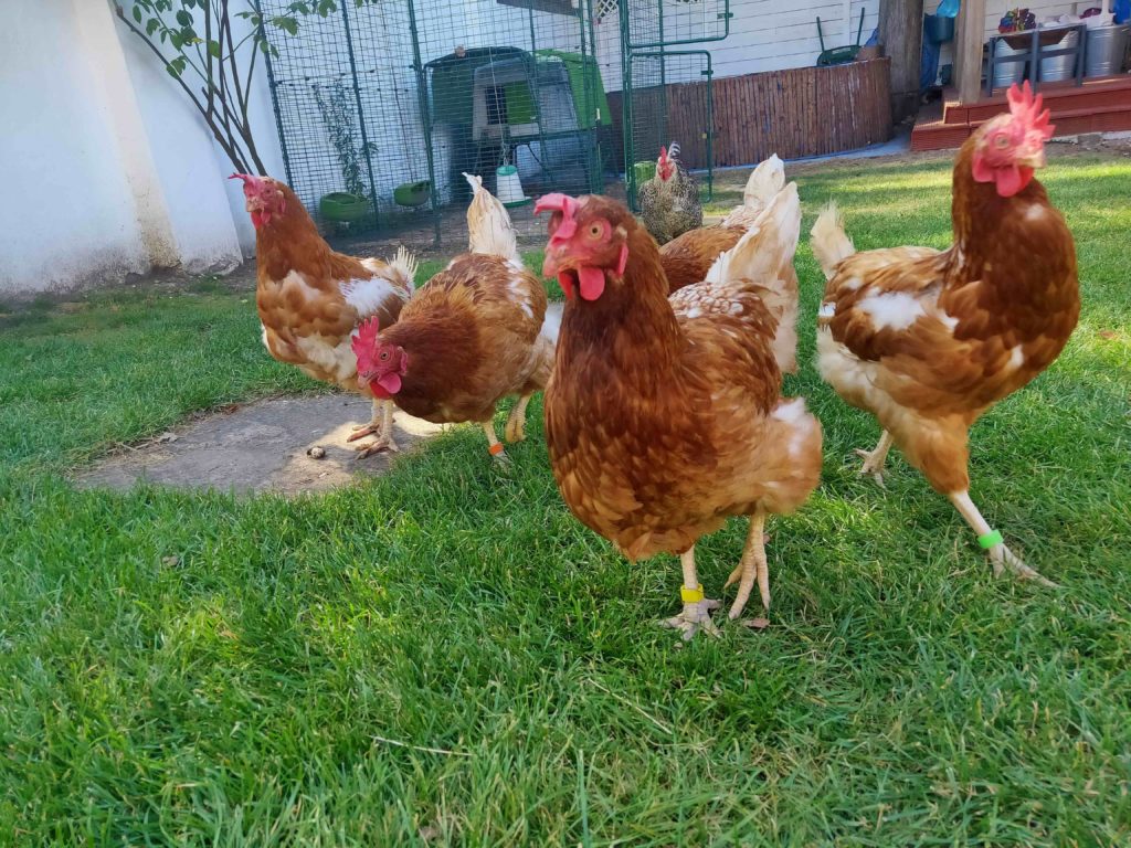 chickens roaming in the backyard 