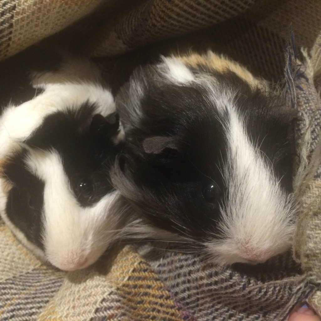 What's The Difference Between a Hamster and a Guinea Pig? - Omlet Blog US