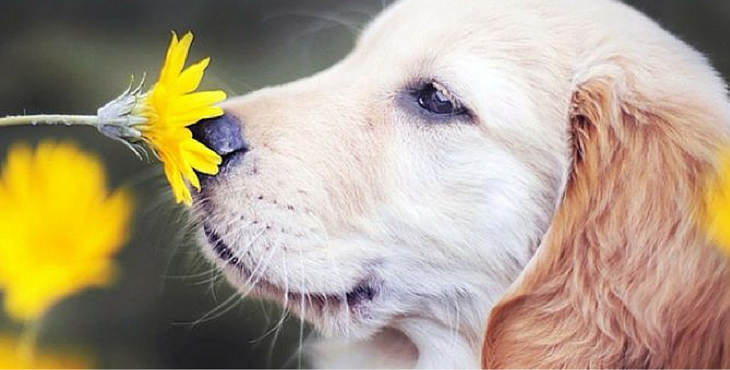 Pets Get Hay Fever Too - Omlet Blog UK