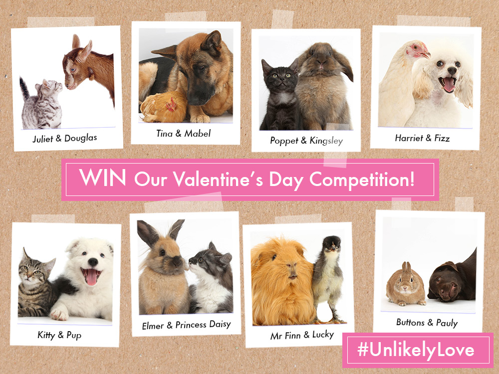 unlikely_love_valentines_blog_full_uk