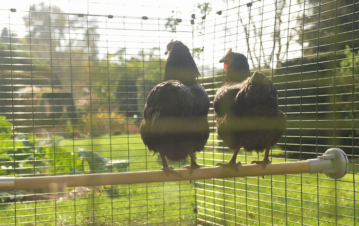 Flat Perch a relaxing spot for your birds to roost and rest.