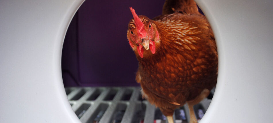 Chicken peeking through Omlet Eglu Cube plastic chicken coop