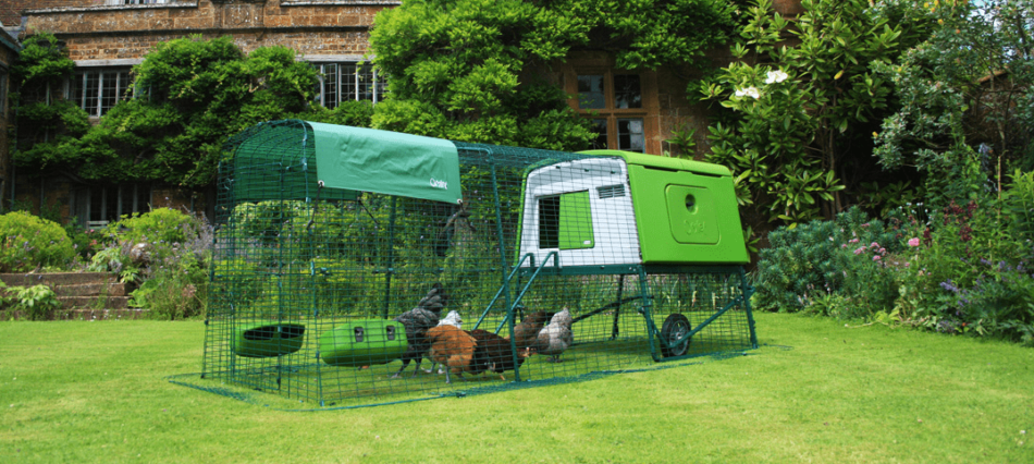 Chickens outside in their Omlet Eglu Cube Chicken Coop and Run