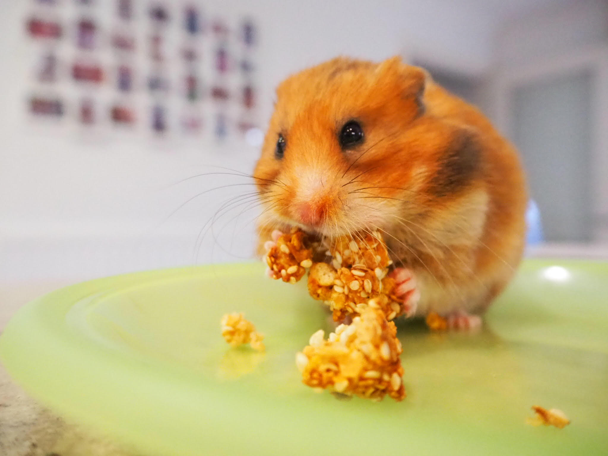 Treats to best sale give hamsters