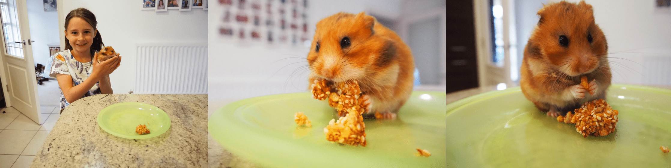 Making hamster treats step 7