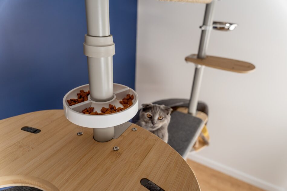 Cat looking at food in Omlet Freestyle Cat Tree