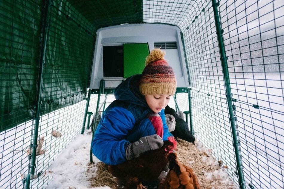 A boy in a snowy Eglu coop with his chickens