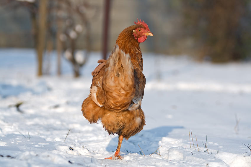 A brown chicken stood up on one leg in the snow