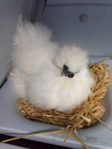 A silkie chicken nesting