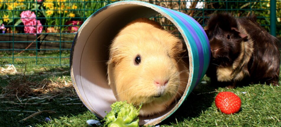 Closeup of guinea pig in tunnel in their Omlet Outdoor Guinea Pig Run