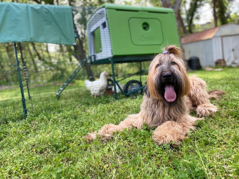 Long haired dog sat in front of Omlet Eglu Cube Chicken Coop