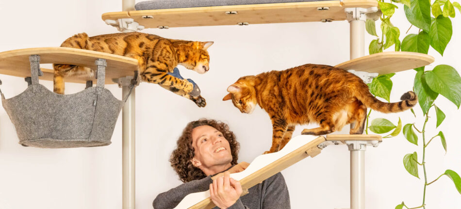 Man with his two cats on the Omlet Indoor Freestyle Cat Tree