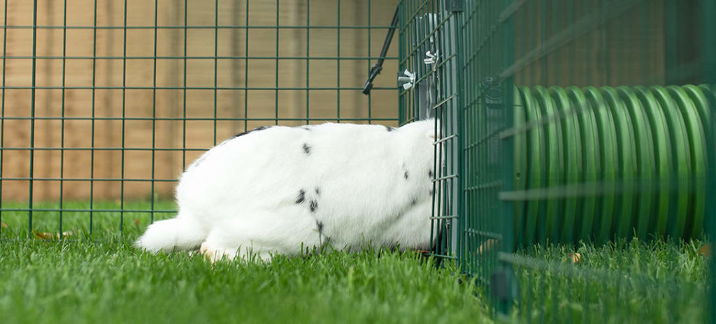 Wit konijnen gaat naar binnen in Zippi tunnelsysteem voor konijnen