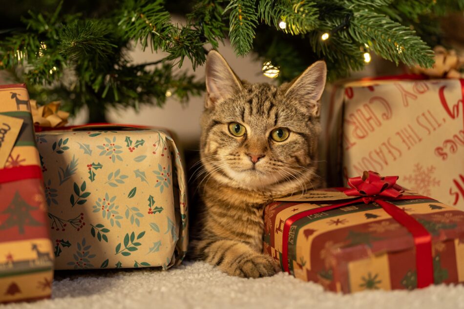 Cat by Christmas tree surrounded by Christmas presents