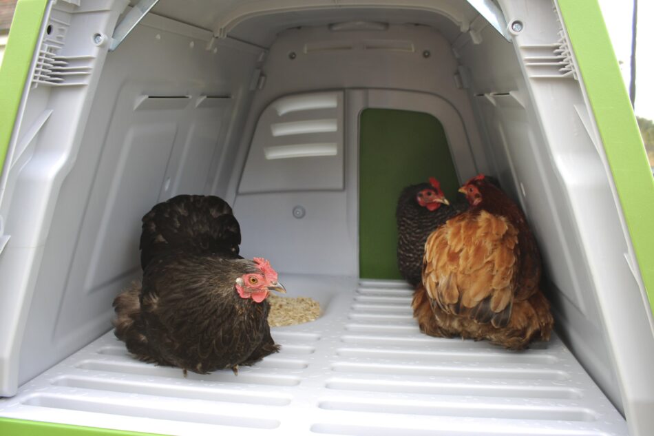 Hens nesting together in Omlet Eglu Go Up Chicken Coop nesting box
