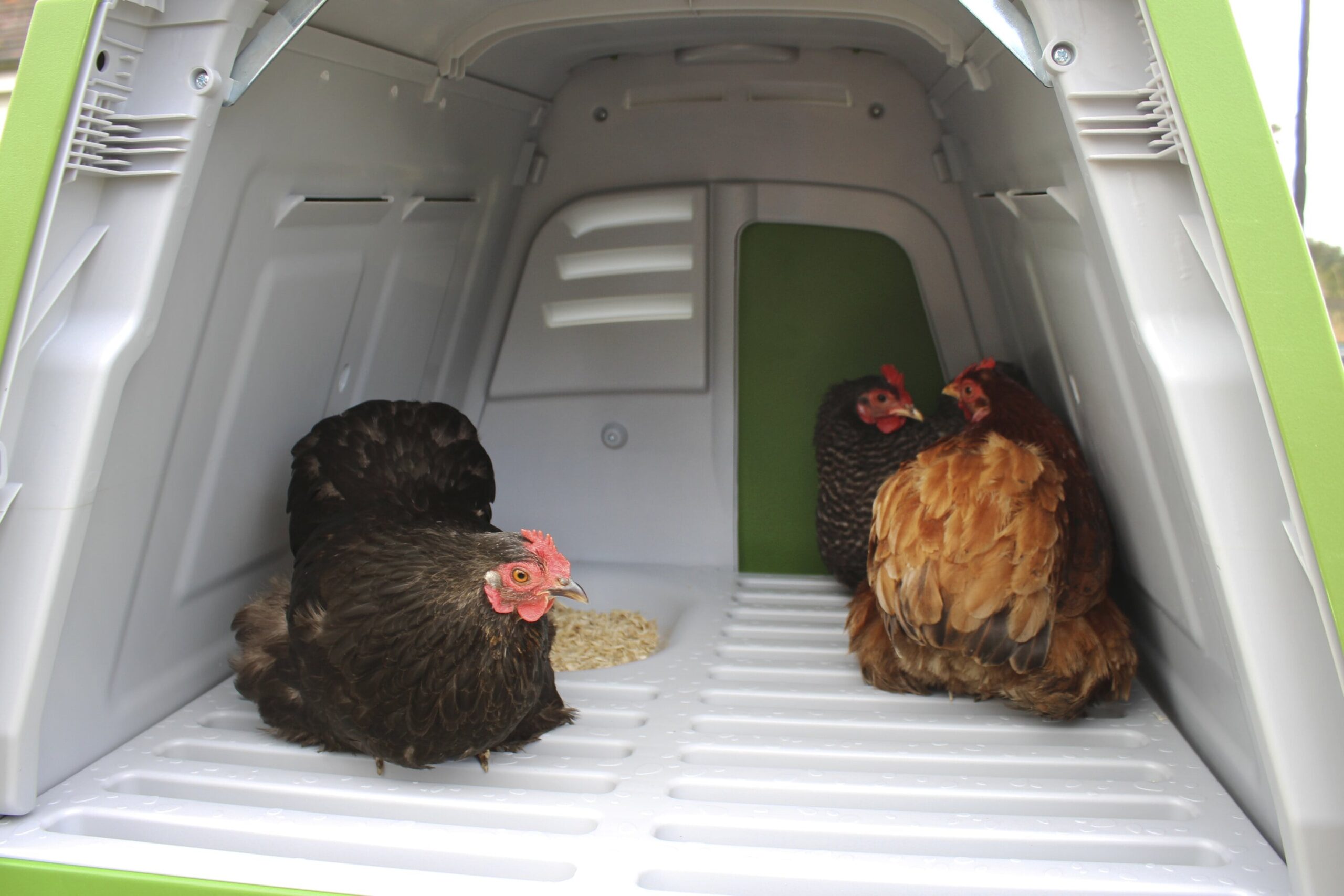 What is a broody hen, and how do you stop her being broody?