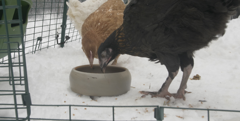 Two brown chickens eating from a bowl outside in the snow