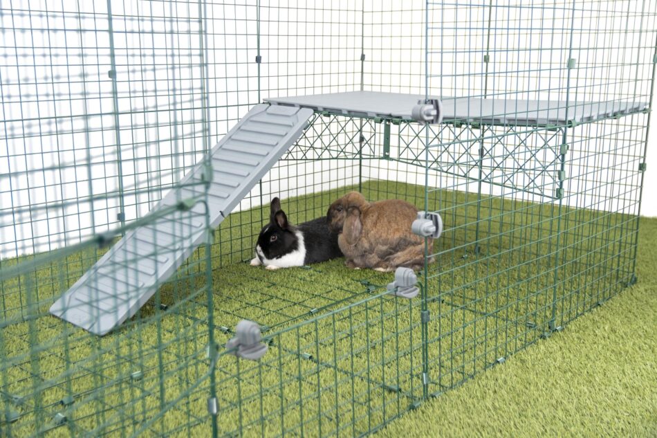 Two rabbits playing under Omlet Zippi Rabbit Run Platforms