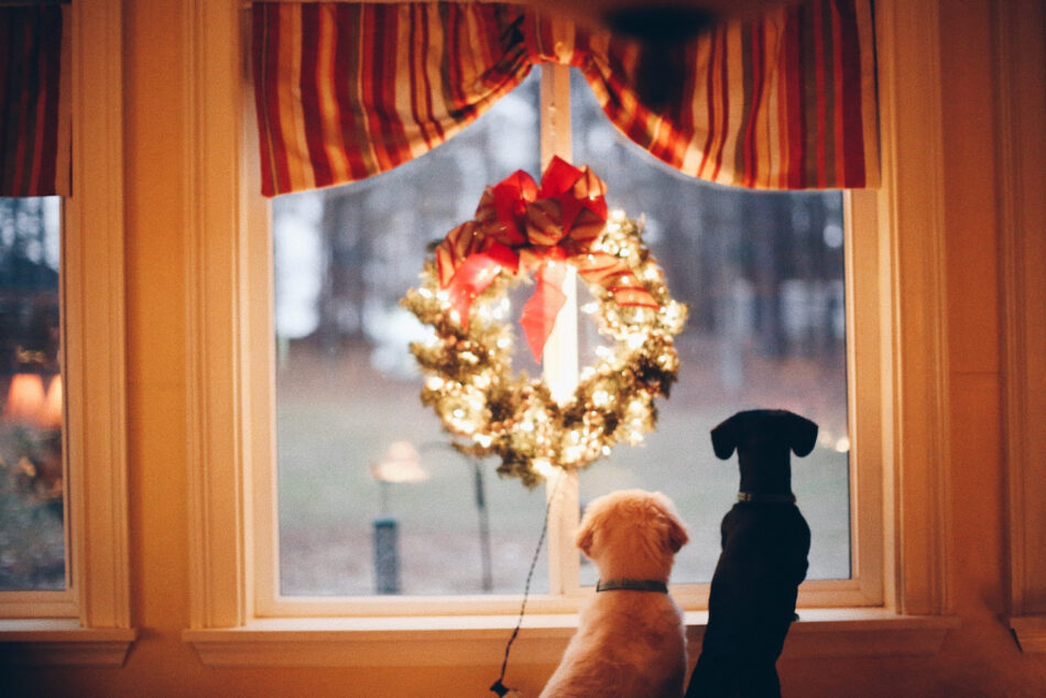 dog-looking-out-of-the-window-on-holiday