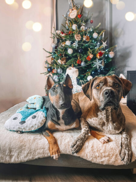 two dogs sat on a topology dog bed in front of a christmas tree