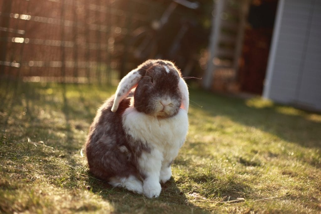 A grey and white fluffy rabbit sat outside