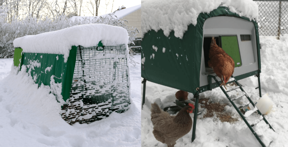 Collage van Omlet Eglu kippenhok bedekt met sneeuw