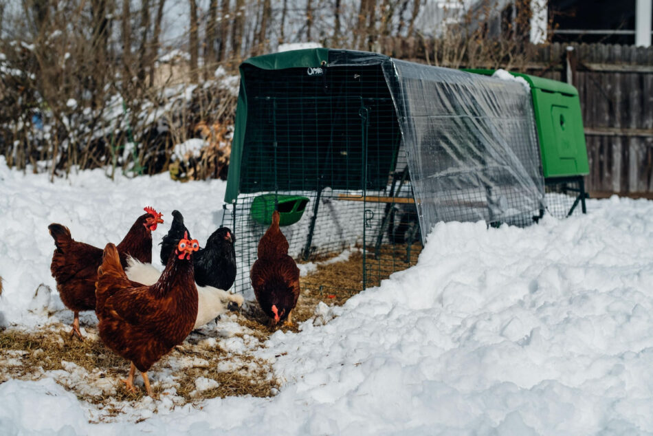 Hens stood in the snow next to Omlet Eglu Cube Chicken Coop with weather protection
