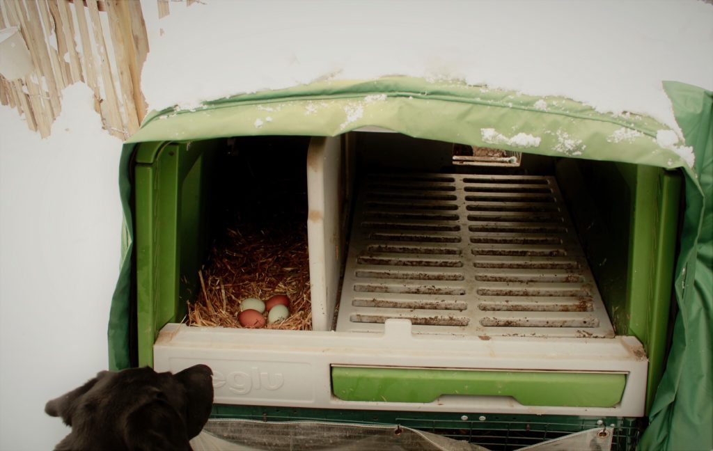 How the Eglu Keeps Your Chickens Warm in Winter - Omlet Blog US