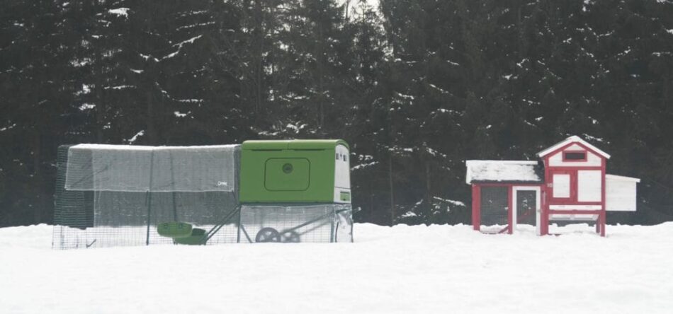 Omlet Eglu Cube Chicken Coop next to wooden chicken coop in the snow