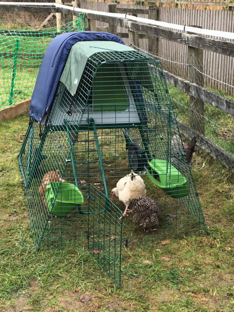 Jo changed her wooden coop for an Eglu Go UP Omlet Blog UK