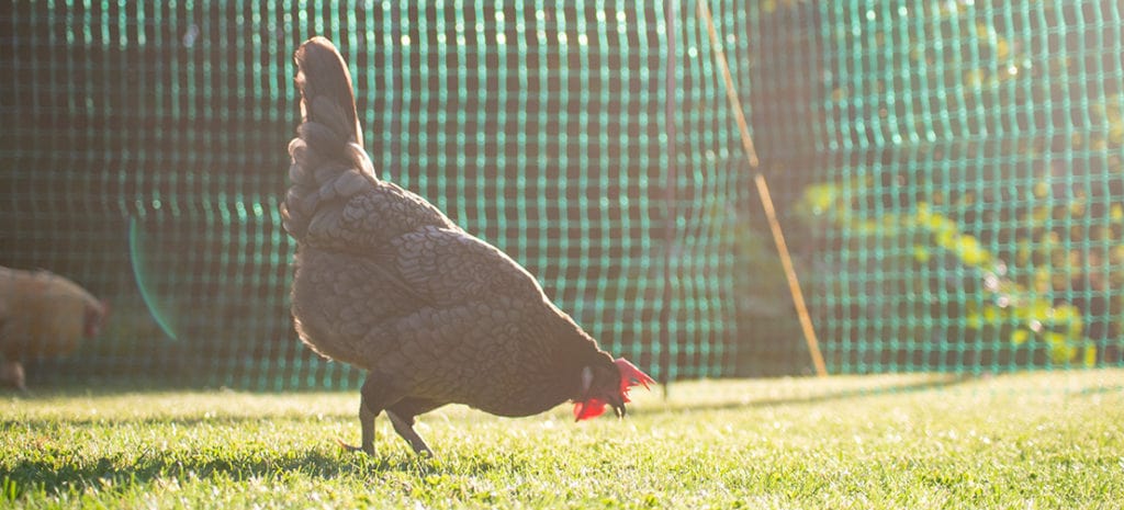 A chicken in the sun in front of chicken fencing