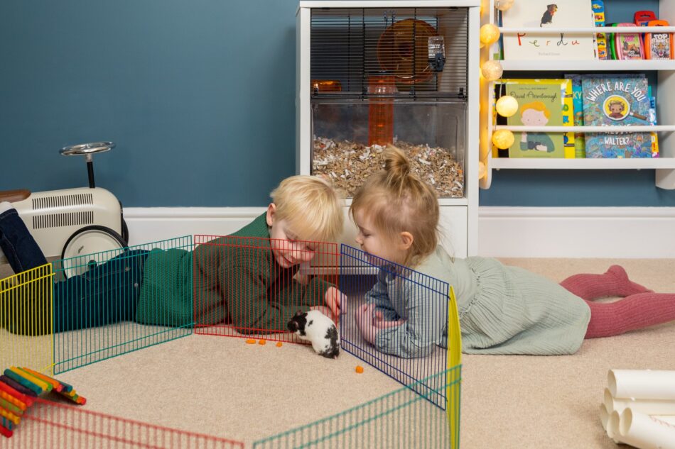 4. Start with an easy trick, such as teaching the hamster to stand.