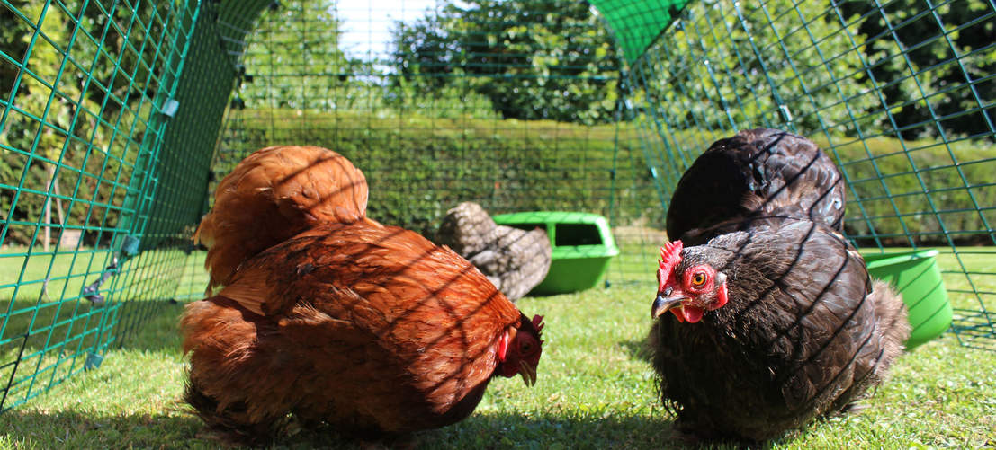 Chickens outside with their Eglu go chicken coop