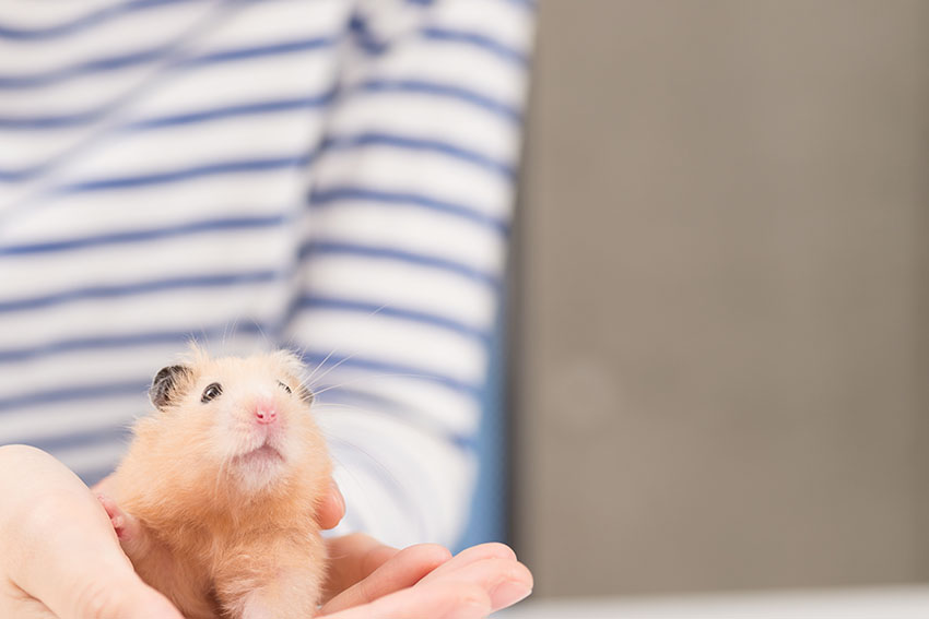 A cute hamster being held in someone's hands