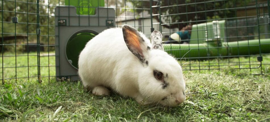 A white rabbit with black patches on the grass