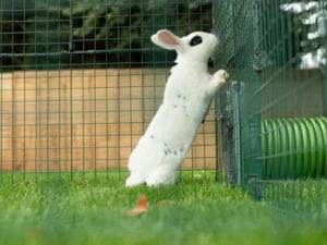 A white rabbit with black patches on the grass on its back legs