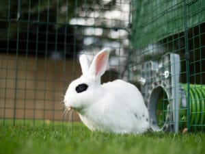 A white rabbit with black patches on the grass sat down 2