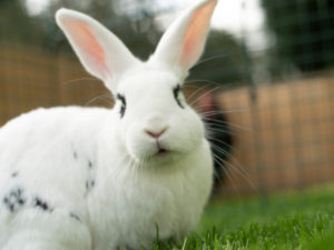 En vit kanin med svarta fläckar sitter på en gräsmatta