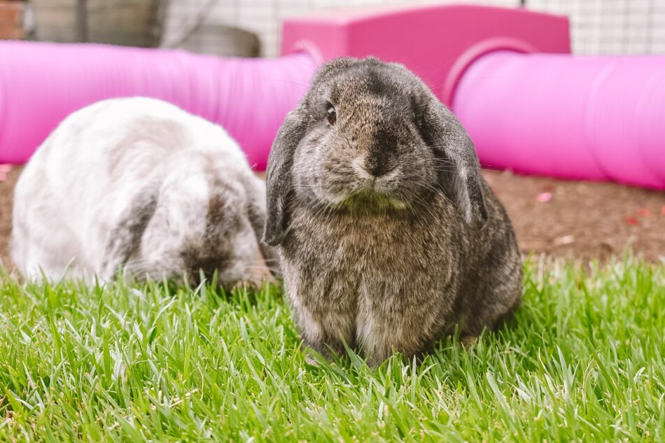 Grey rabbits sat in front of Omlet Zippi Rabbit Tunnel System
