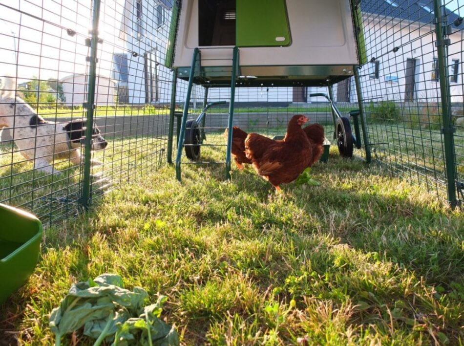 Dog and chicken interacting with help from the Omlet Eglu Cube Chicken Coop