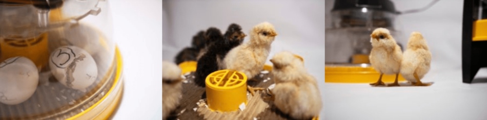 Uitbroeden van kippeneieren met het Brinsea Mini ll Eco Starterspakket 