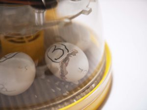 Hatching chicks with the Brinsea Mini ll Eco 