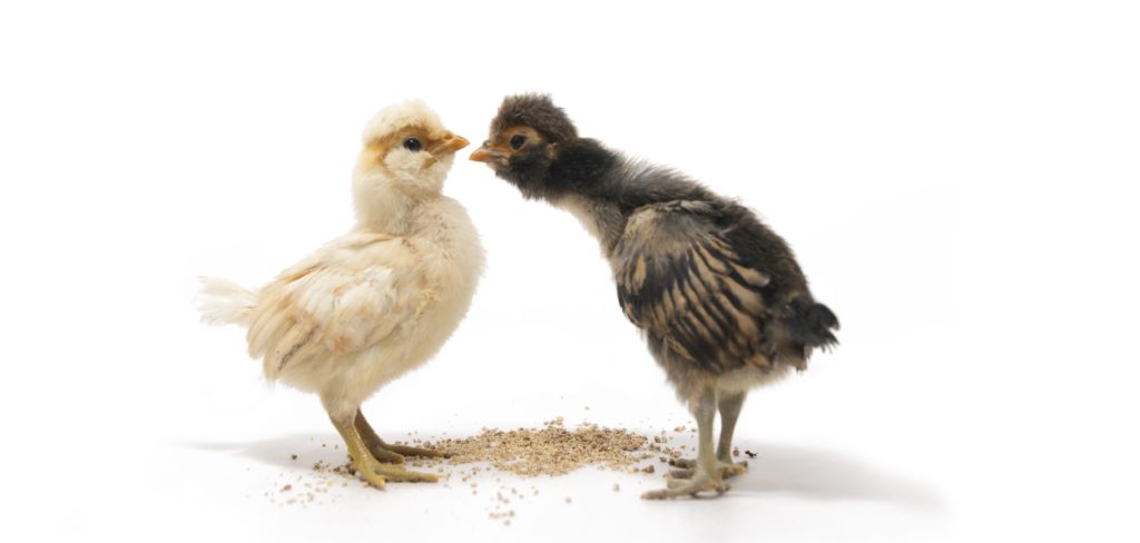 Two fluffy chicks facing each other 