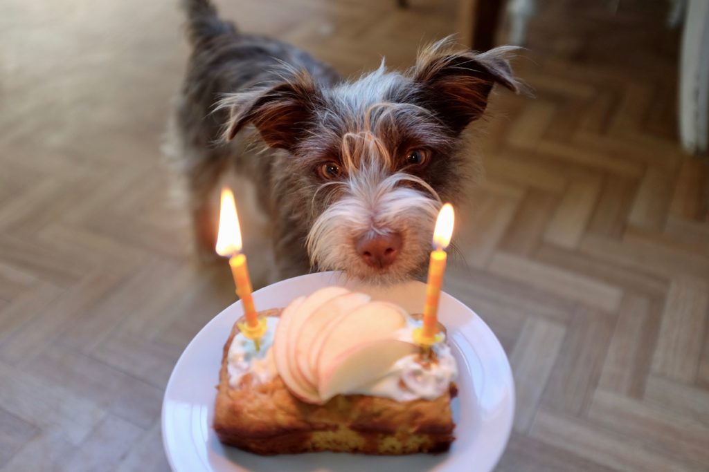 Bruine hond kijkt naar verjaardagstaart tijdens verjaardagsfeest voor honden