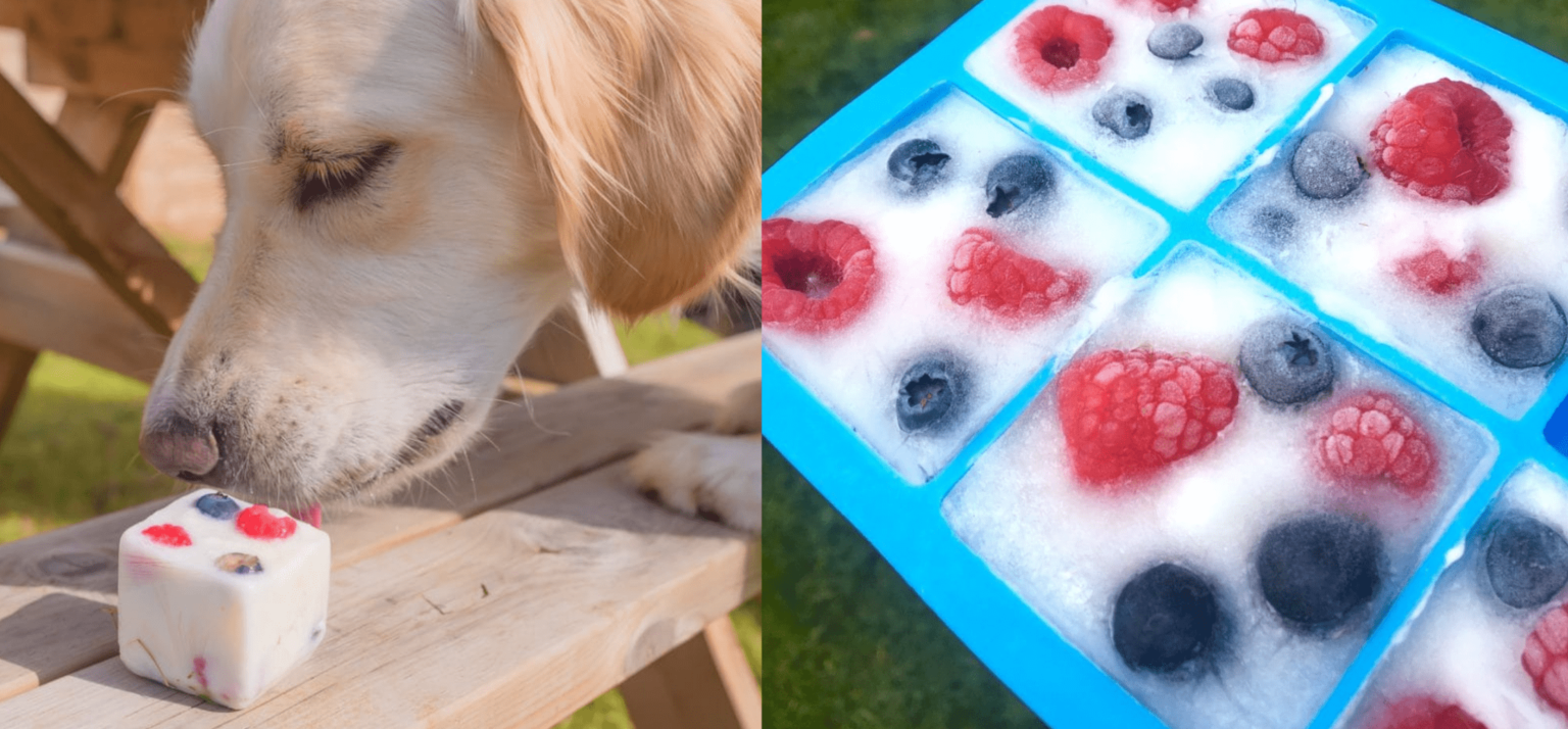 Fruity Frozen Yogurt Treats for Dogs Omlet Blog UK