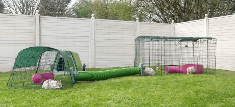 Konijnen in de tuin op een zomerdag in hun Zippi konijnenren verbonden door een Zippi tunnelsysteem voor konijnen