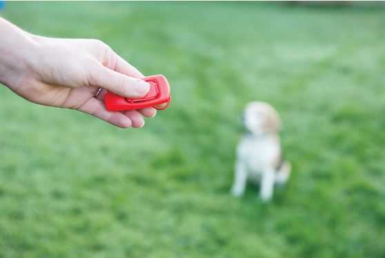 How to Create a Doggy Obstacle Course - Omlet Blog US