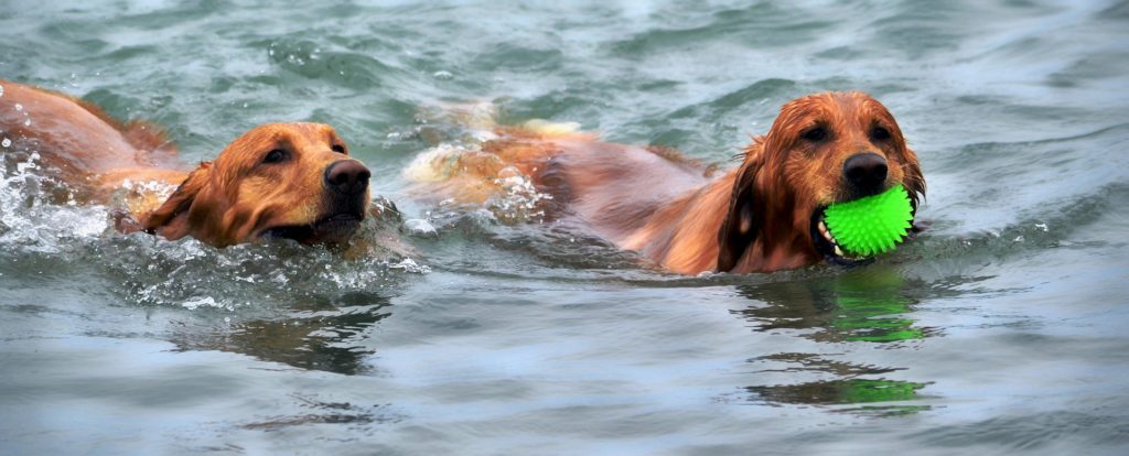 To retriever-hunder svømmende i en elv, den ene med en ball i munnen.