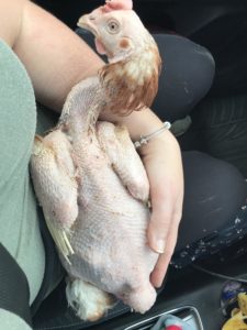 En nesten fjærløs, forvirret høne som sitter på fanget i en bil.